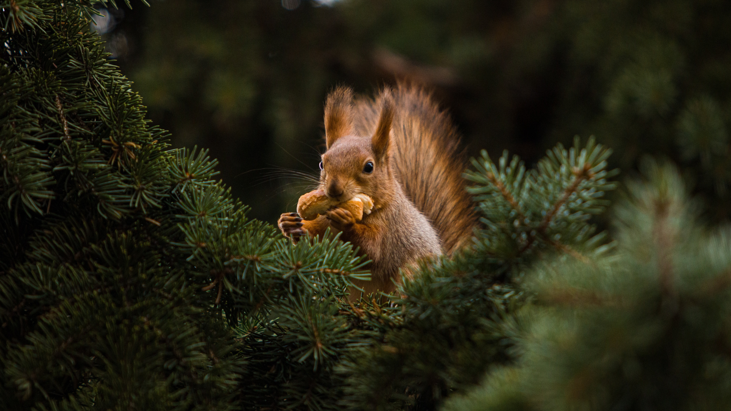 Обои сосна, ель, белочки на дереве, растение, лиственница в разрешении 2560x1440