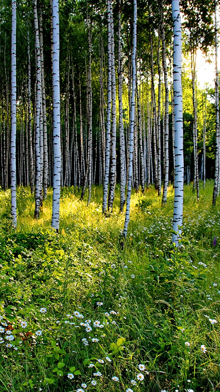 Обои дерево, лес, природа, растительность, природный заповедник в разрешении 720x1280