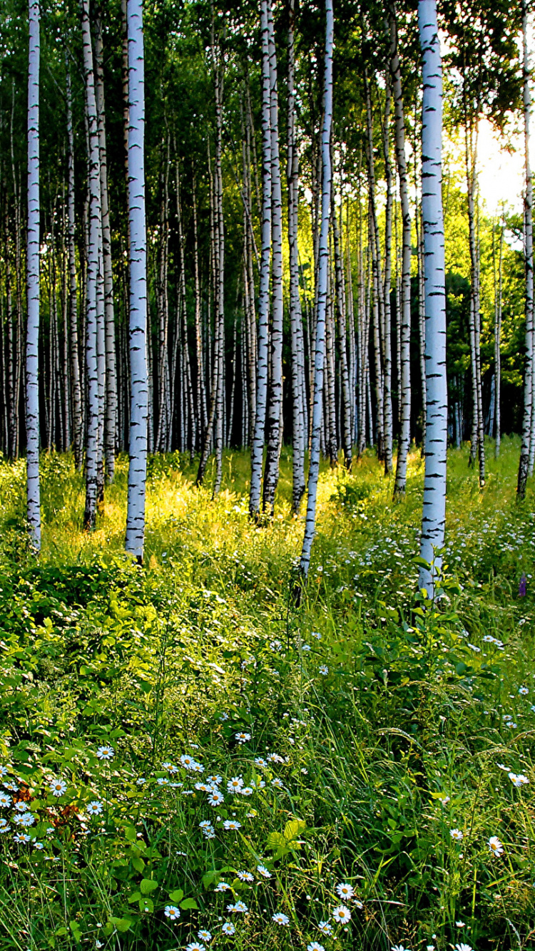 Обои дерево, лес, природа, растительность, природный заповедник в разрешении 750x1334