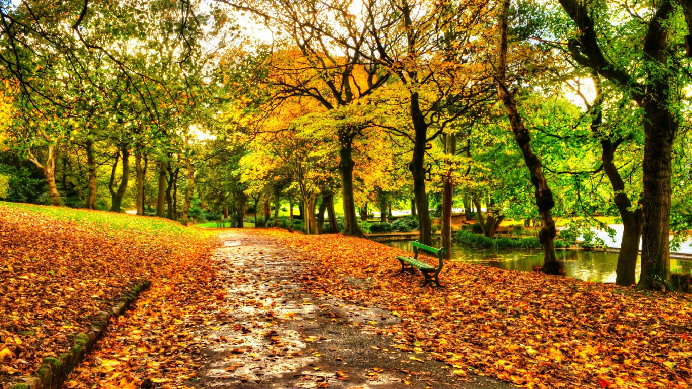 Обои дерево, природа, лист, листопадные, осень в разрешении 1366x768