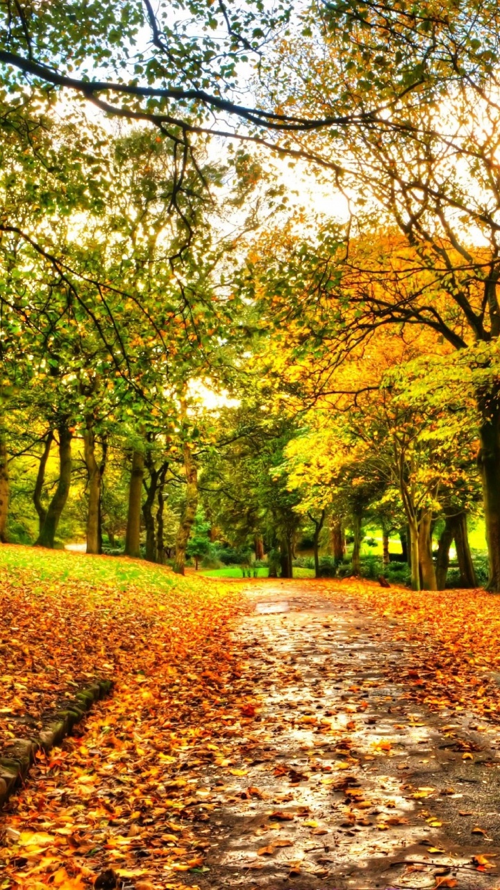 Обои дерево, природа, лист, листопадные, осень в разрешении 720x1280