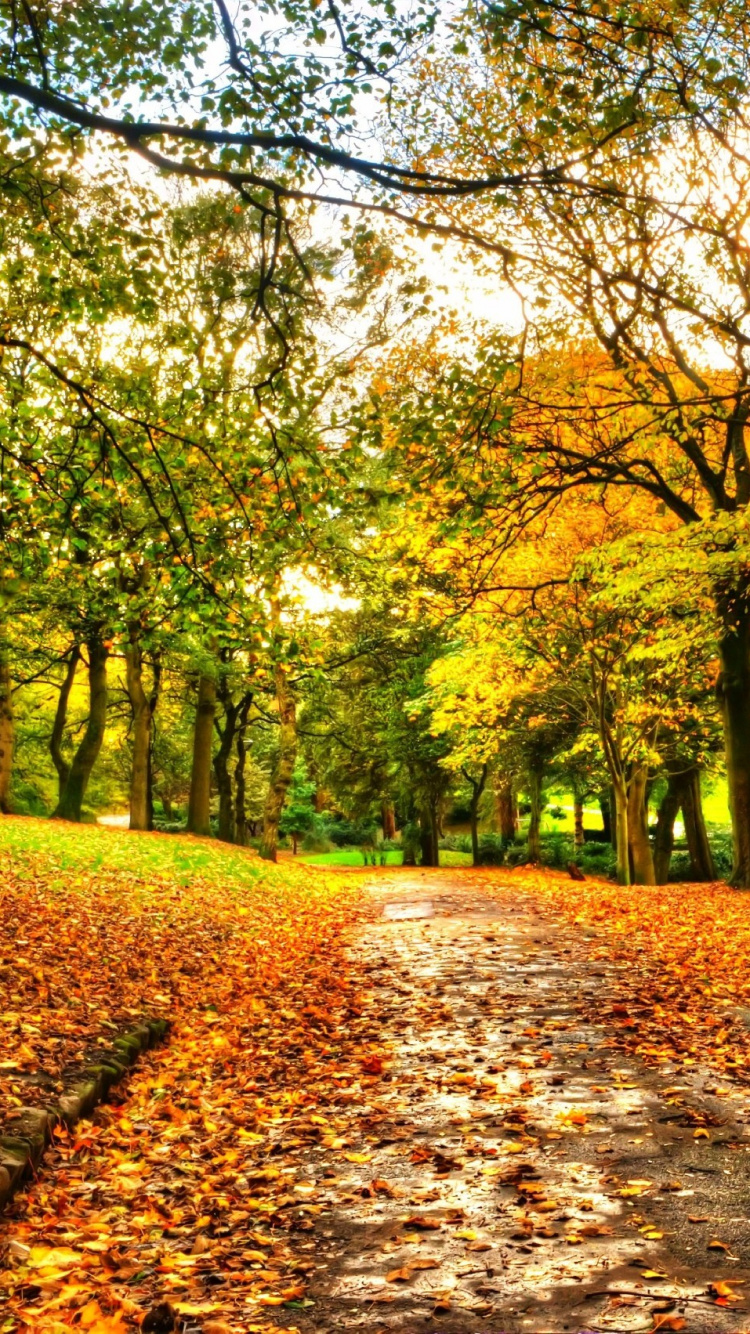 Обои дерево, природа, лист, листопадные, осень в разрешении 750x1334