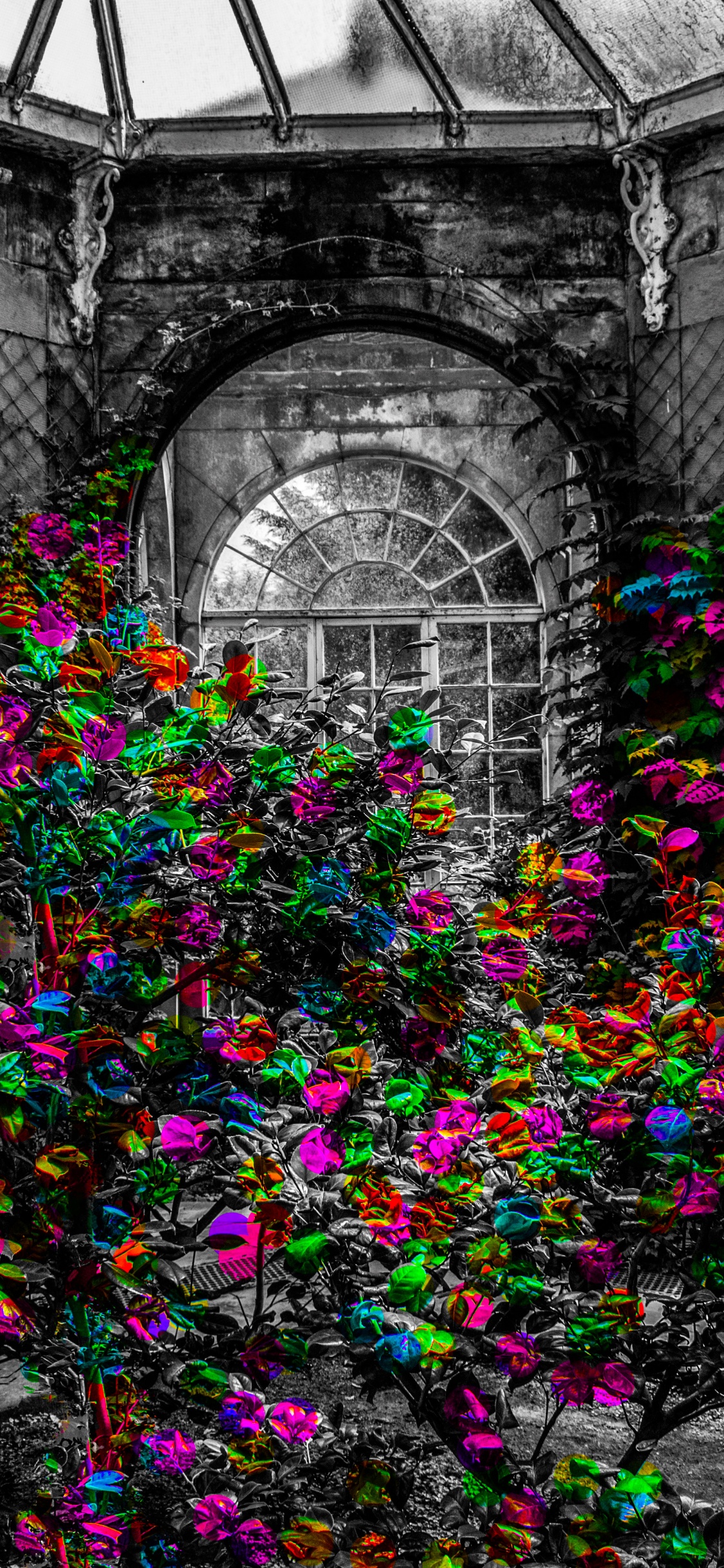 Обои цветок, симметрия, стекло, стена, окно в разрешении 1125x2436