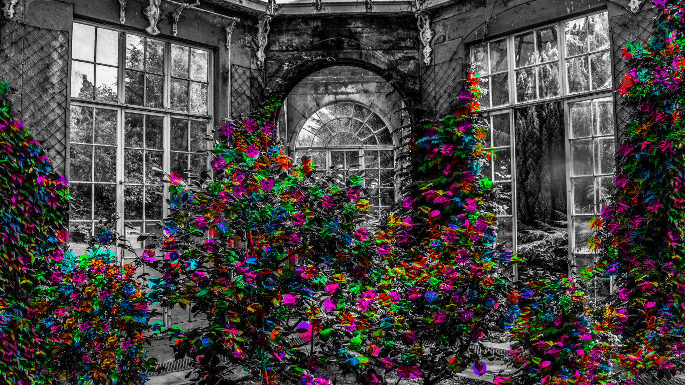 Обои цветок, симметрия, стекло, стена, окно в разрешении 1366x768