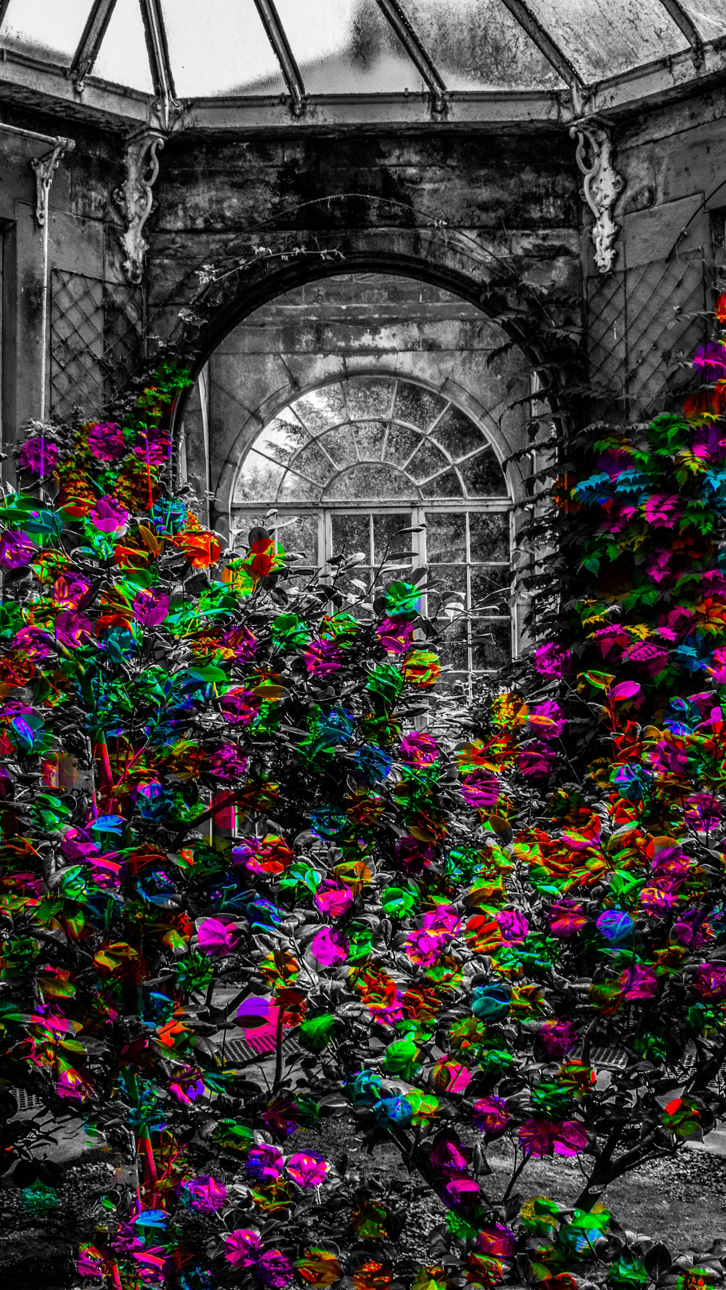 Обои цветок, симметрия, стекло, стена, окно в разрешении 1440x2560