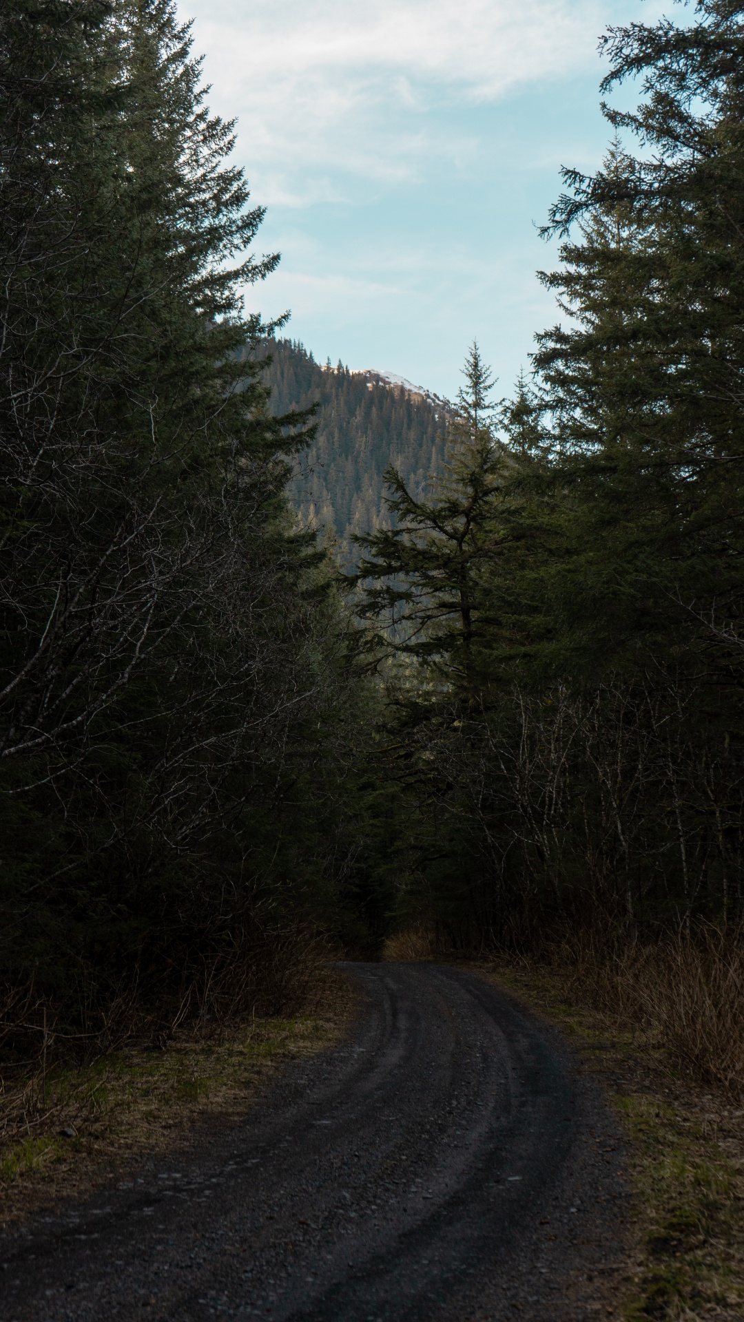 Обои лесистая местность, биом, хвойными лесами, растительность, окружающая среда в разрешении 1080x1920