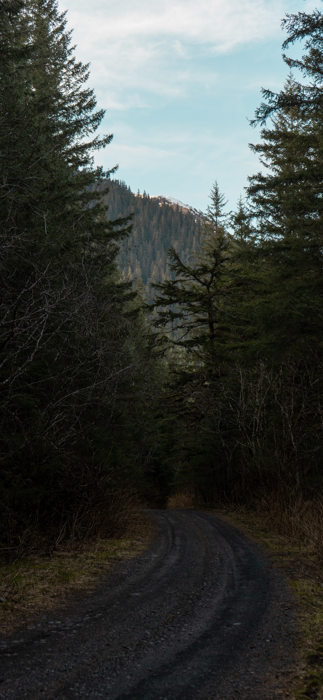 Обои лесистая местность, биом, хвойными лесами, растительность, окружающая среда в разрешении 1125x2436