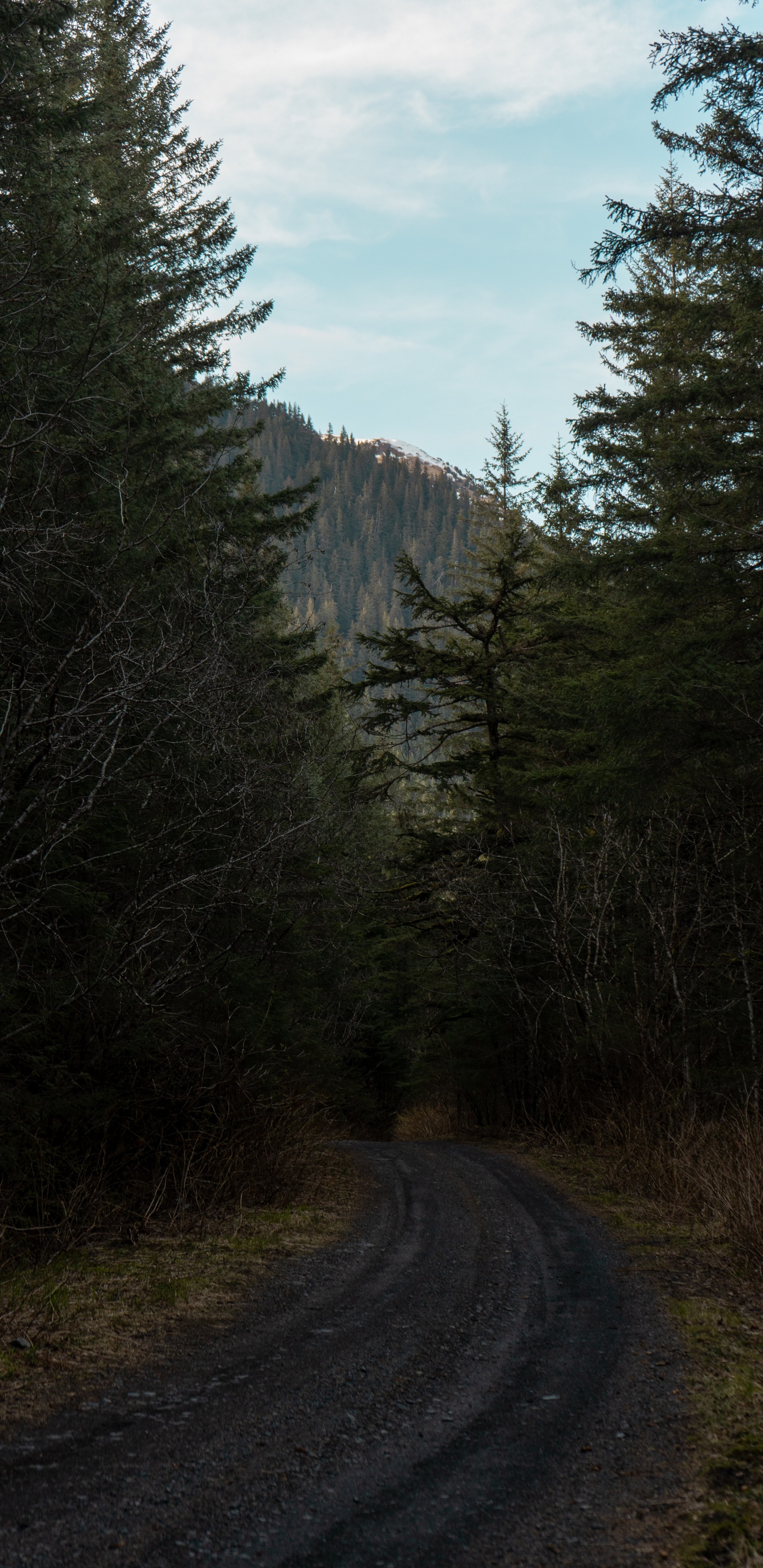 Обои лесистая местность, биом, хвойными лесами, растительность, окружающая среда в разрешении 1440x2960