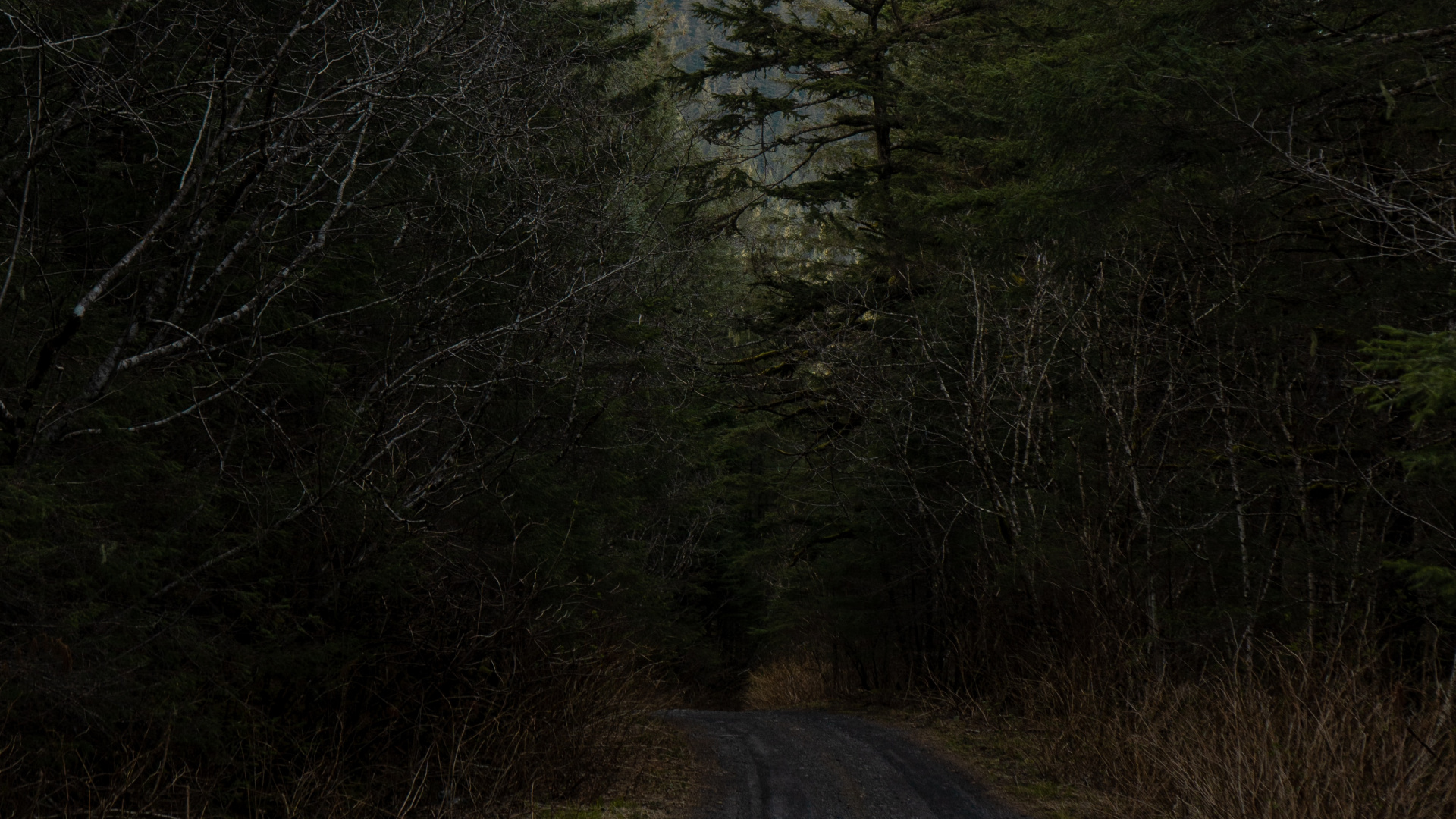 Обои лесистая местность, биом, хвойными лесами, растительность, окружающая среда в разрешении 1920x1080