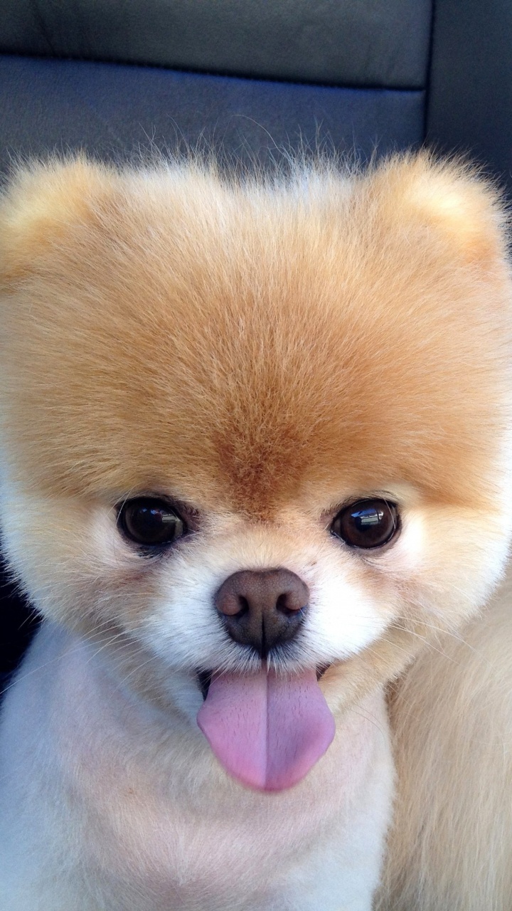 Обои бу собака, померанский шпиц, щенок, Бу, привлекательность в разрешении 720x1280