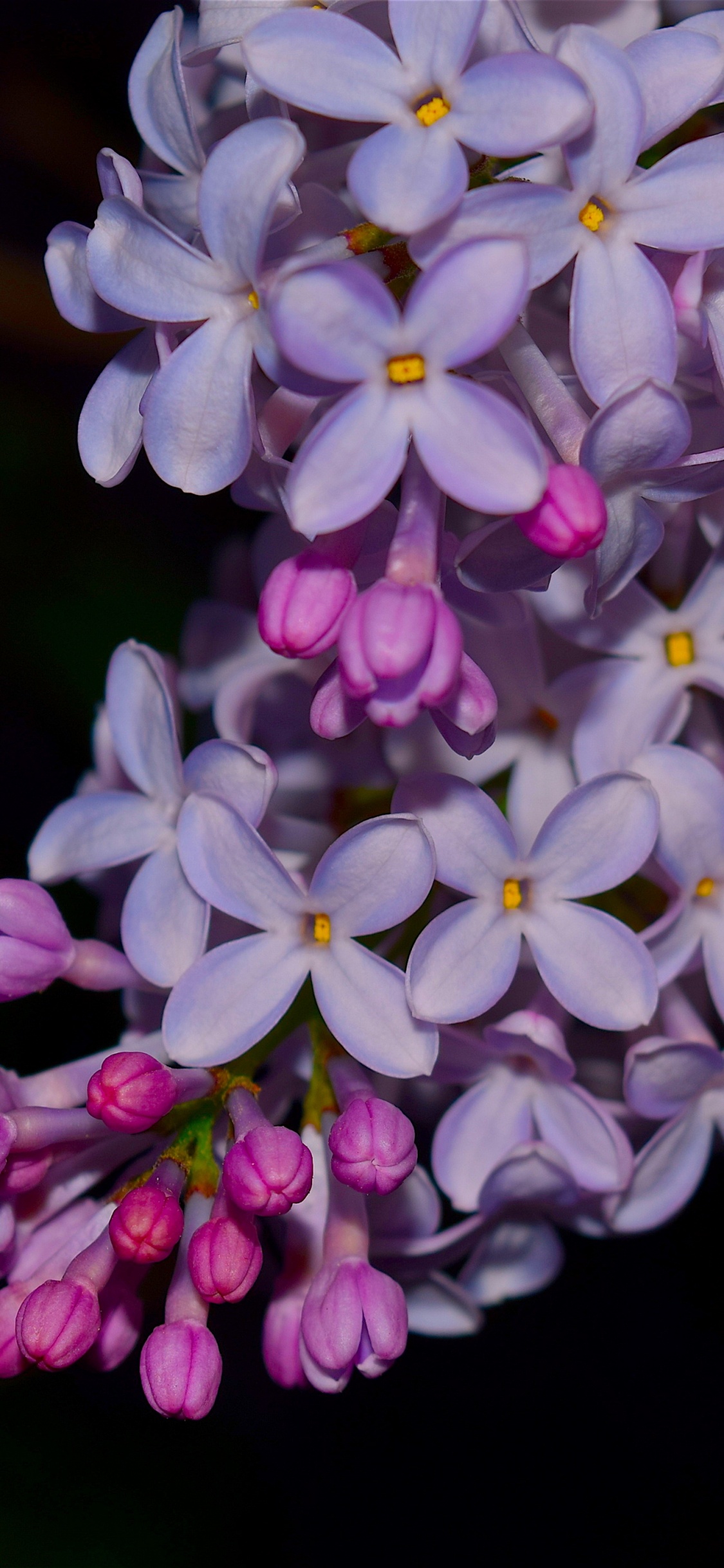 Обои сирень, общие сиреневый, цветок, цветковое растение, растение в разрешении 1125x2436