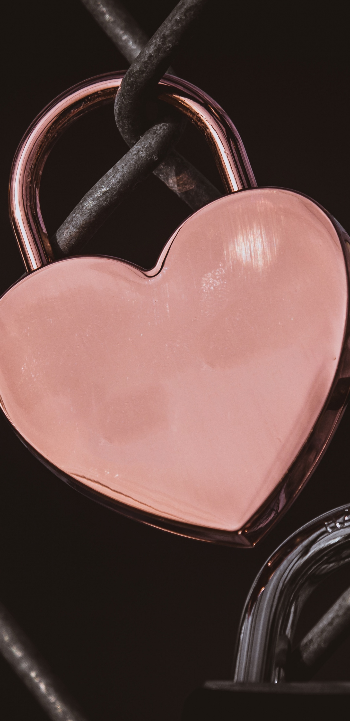 Обои сердце, розовый, любовь, орган, человеческое тело в разрешении 1440x2960