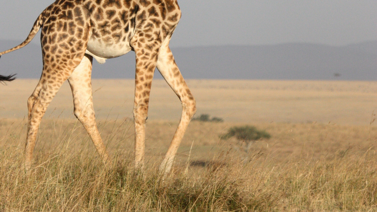 Обои Жираф, наземные животные, жирафовые, живая природа, морда в разрешении 1280x720