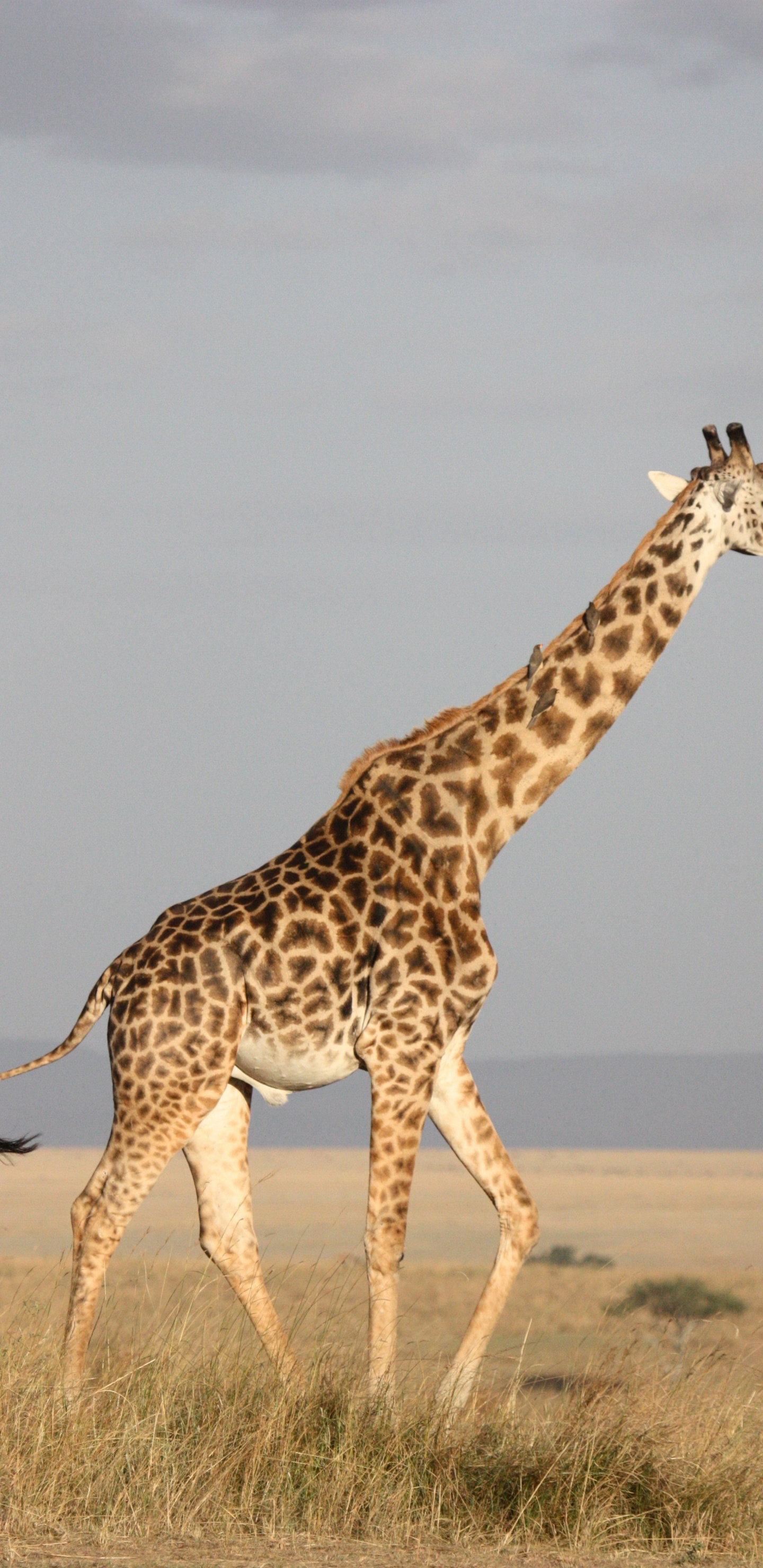 Обои Жираф, наземные животные, жирафовые, живая природа, морда в разрешении 1440x2960