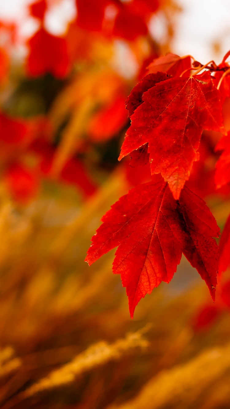 Обои осень, лист, красный цвет, весна, крупный план в разрешении 750x1334