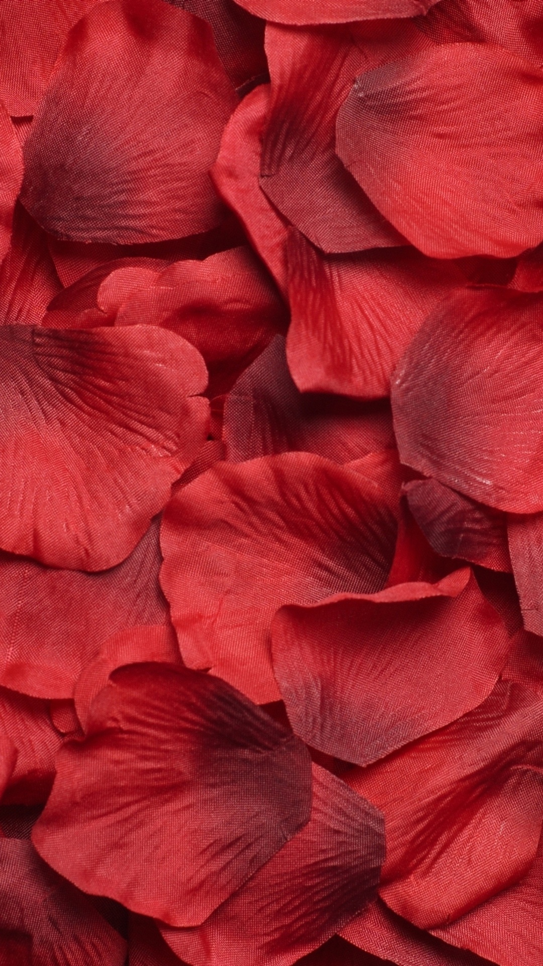 Обои цветок, Роза, лепесток, красный цвет, пурпурный цвет в разрешении 1080x1920