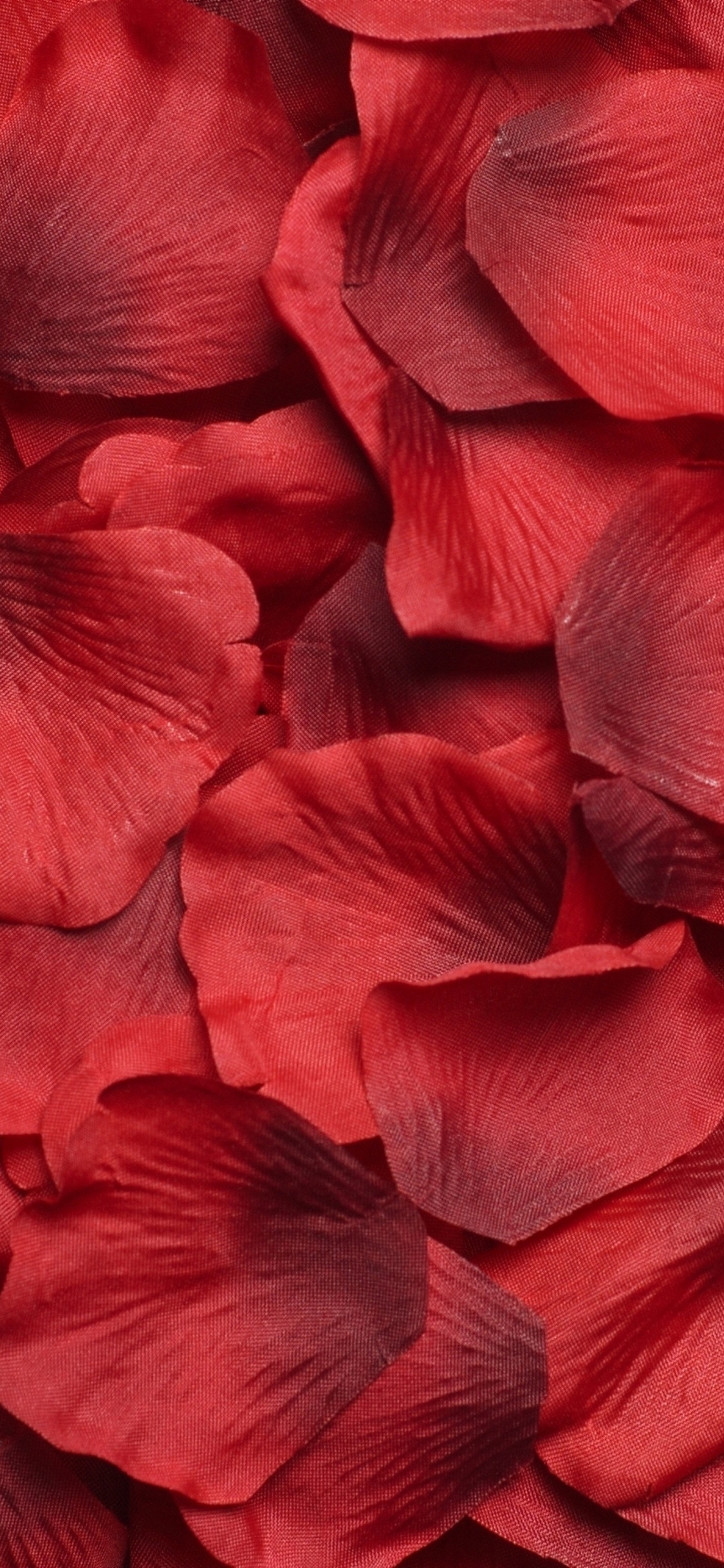 Обои цветок, Роза, лепесток, красный цвет, пурпурный цвет в разрешении 1125x2436