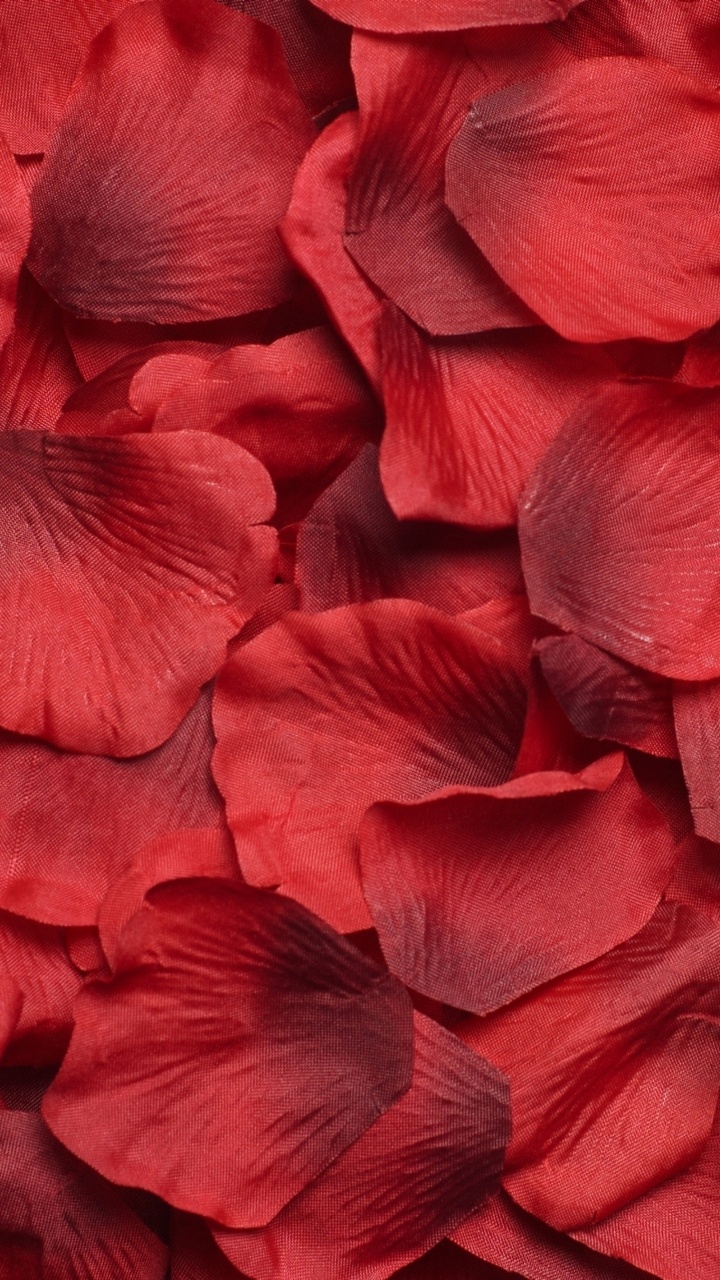 Обои цветок, Роза, лепесток, красный цвет, пурпурный цвет в разрешении 720x1280