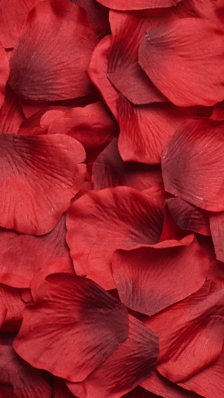 Обои цветок, Роза, лепесток, красный цвет, пурпурный цвет в разрешении 750x1334