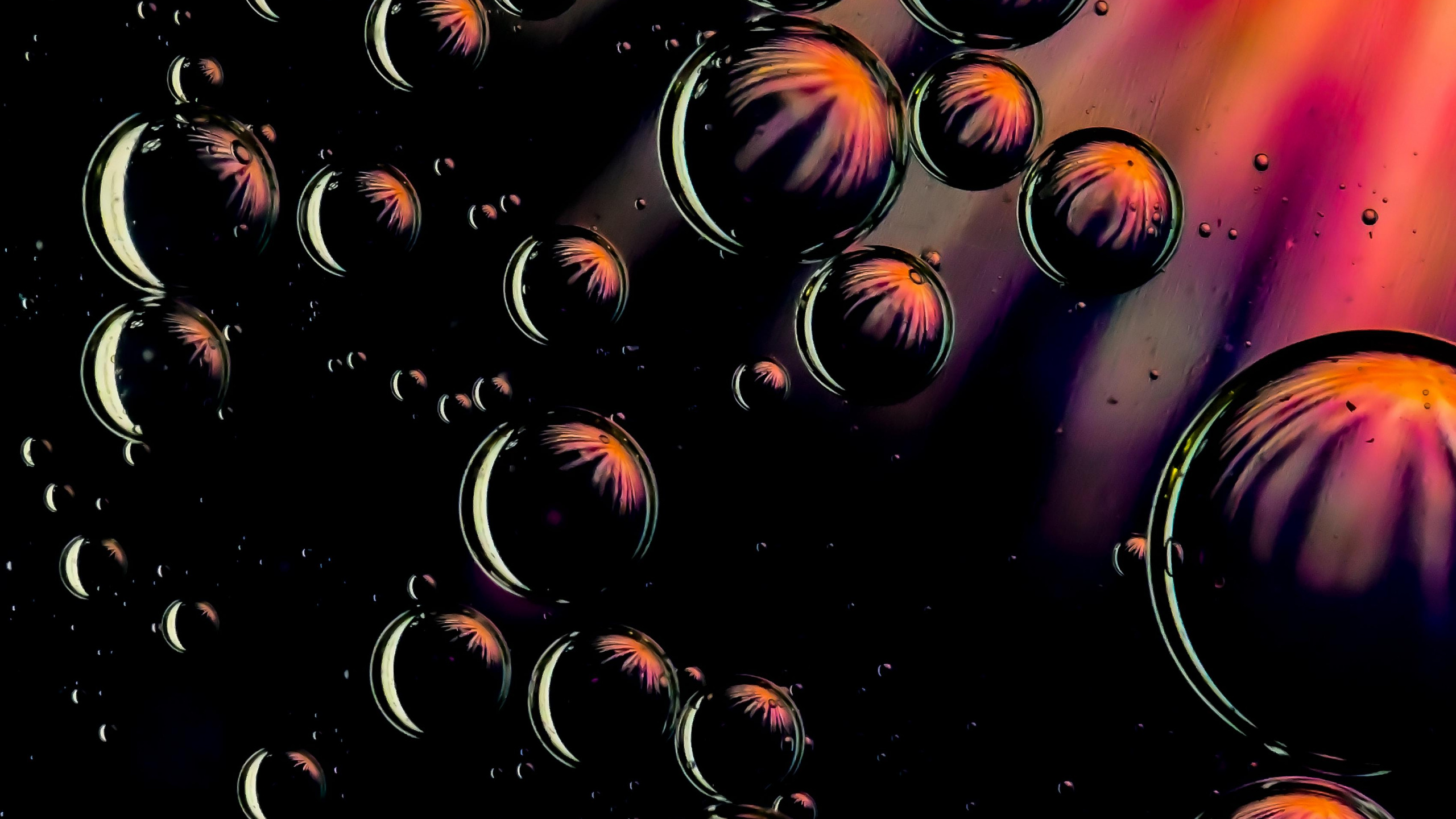 Обои вода, жидкий, арт, растение, узор в разрешении 2560x1440