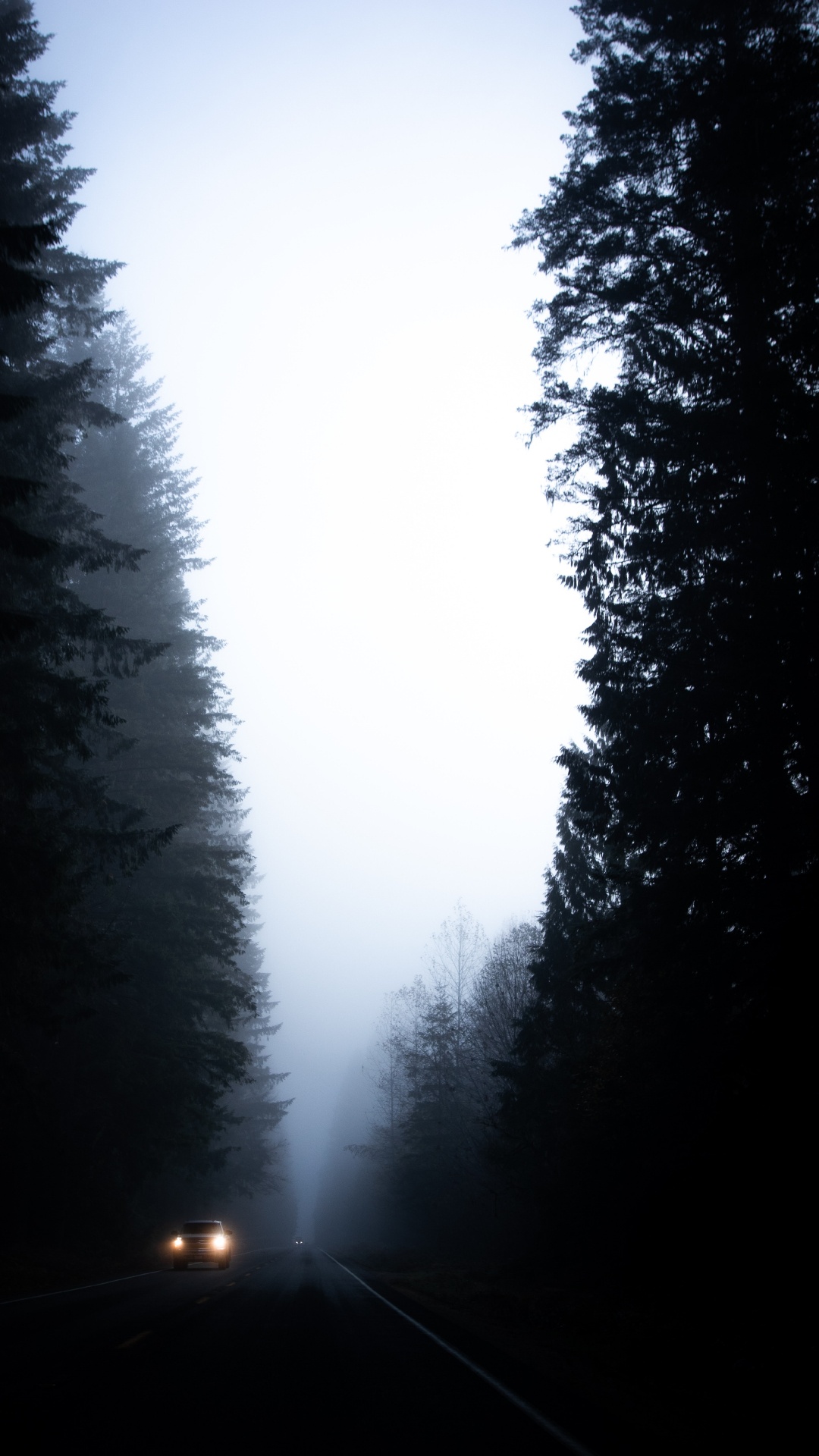 Обои елово пихтовые леса, черный, природный ландшафт, атмосфера, небо в разрешении 1080x1920