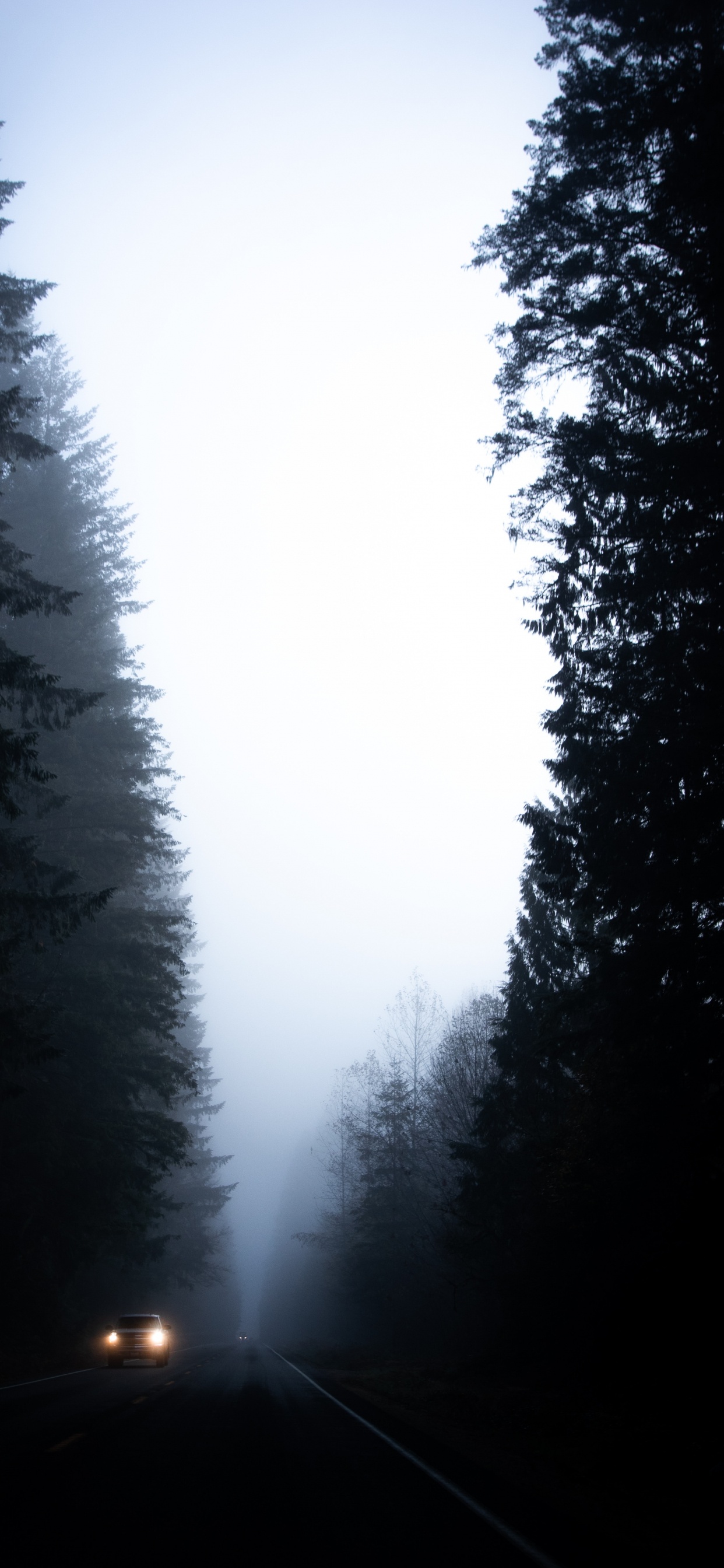 Обои елово пихтовые леса, черный, природный ландшафт, атмосфера, небо в разрешении 1242x2688