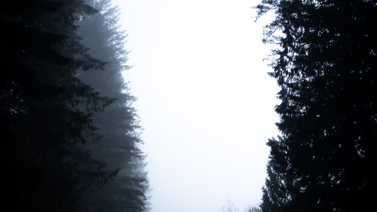 Обои елово пихтовые леса, черный, природный ландшафт, атмосфера, небо в разрешении 1280x720