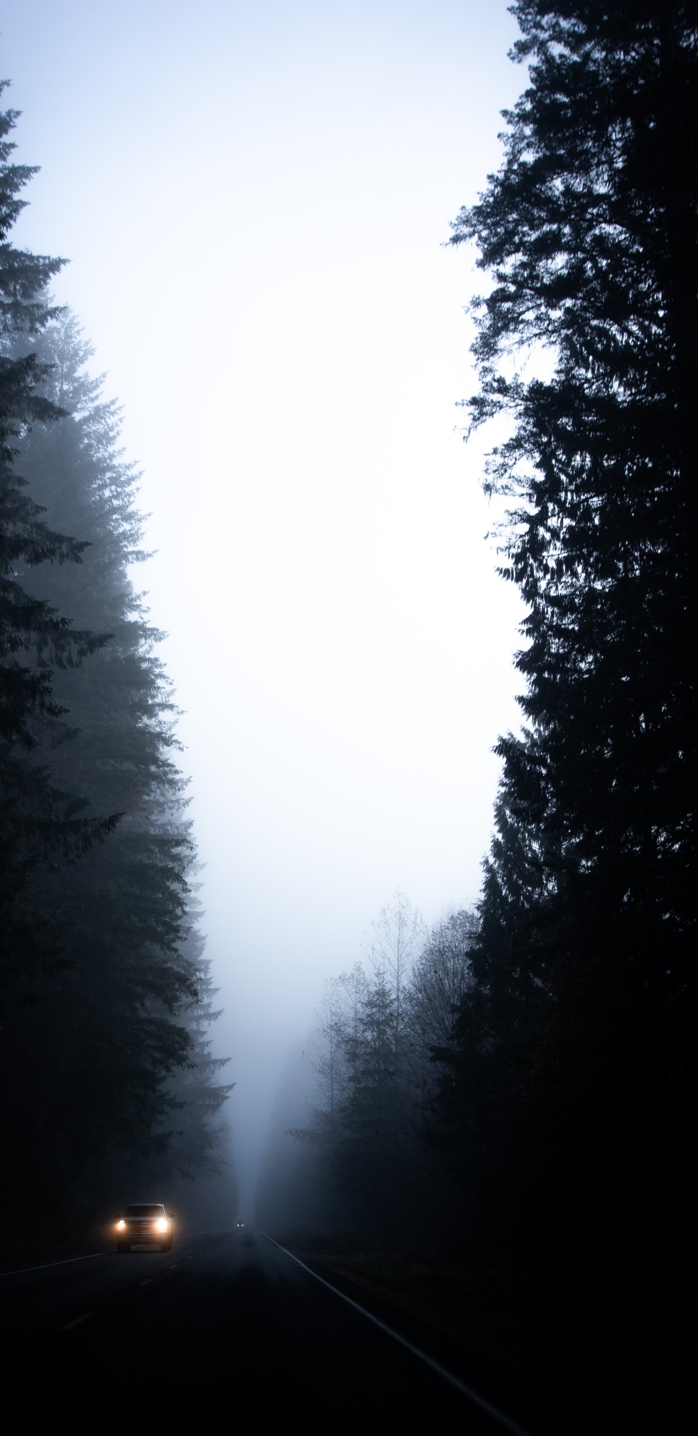 Обои елово пихтовые леса, черный, природный ландшафт, атмосфера, небо в разрешении 1440x2960