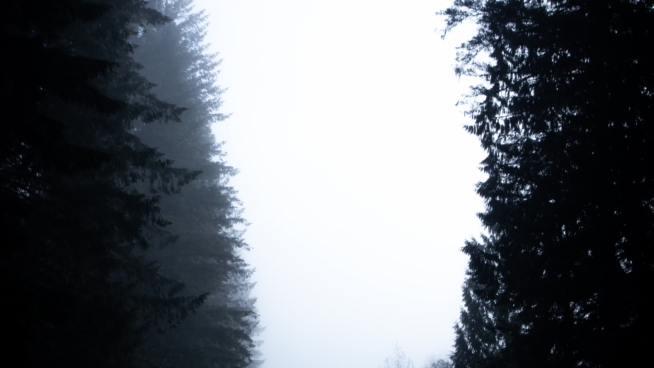 Обои елово пихтовые леса, черный, природный ландшафт, атмосфера, небо в разрешении 2560x1440