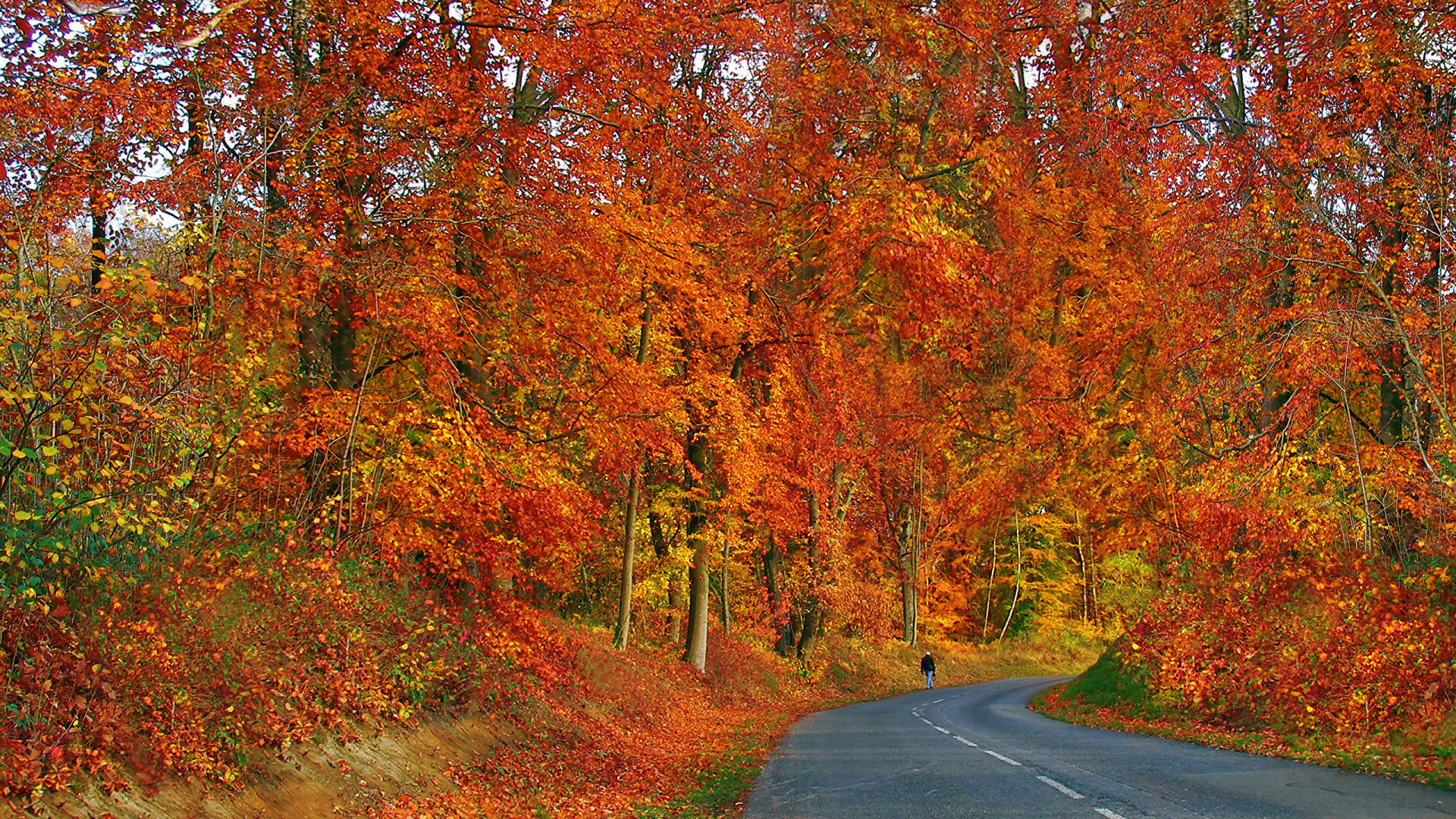 Обои природа, лист, растительность, дерево, осень в разрешении 1920x1080