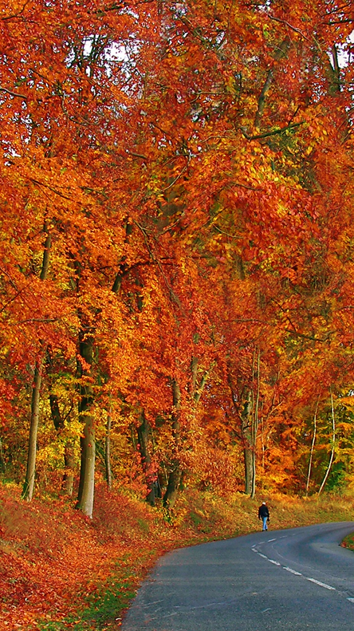 Обои природа, лист, растительность, дерево, осень в разрешении 720x1280