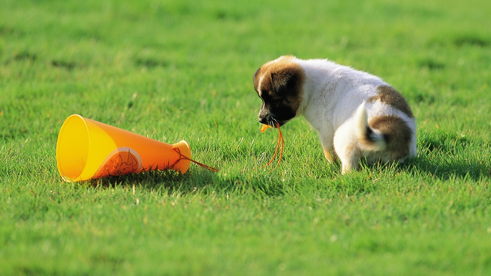 Обои щенок, котенок, собака породы, луг, спектакль в разрешении 1920x1080