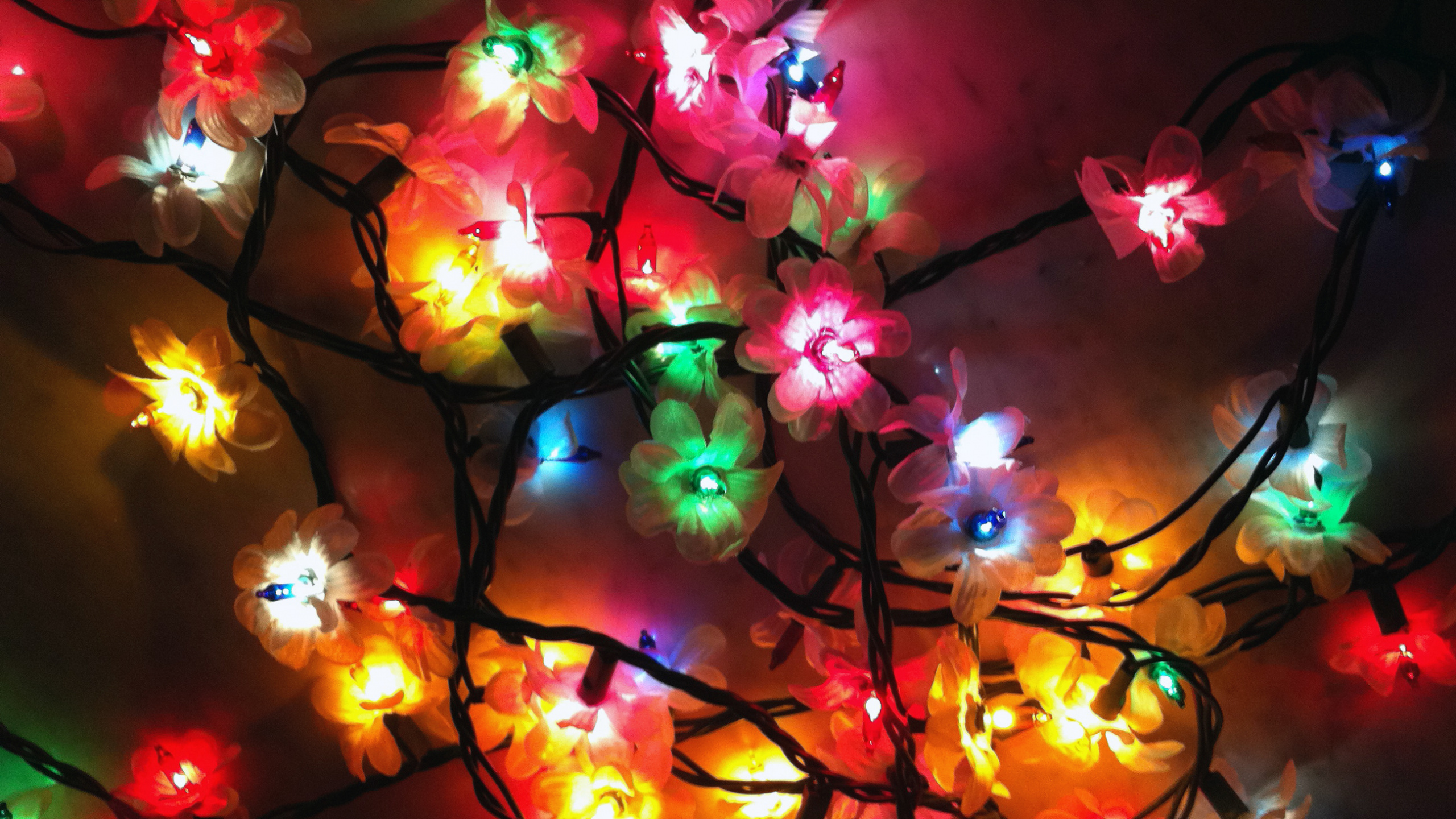 Обои Рождественские огни, освещение, свет, цветок, Рождественский день в разрешении 2560x1440