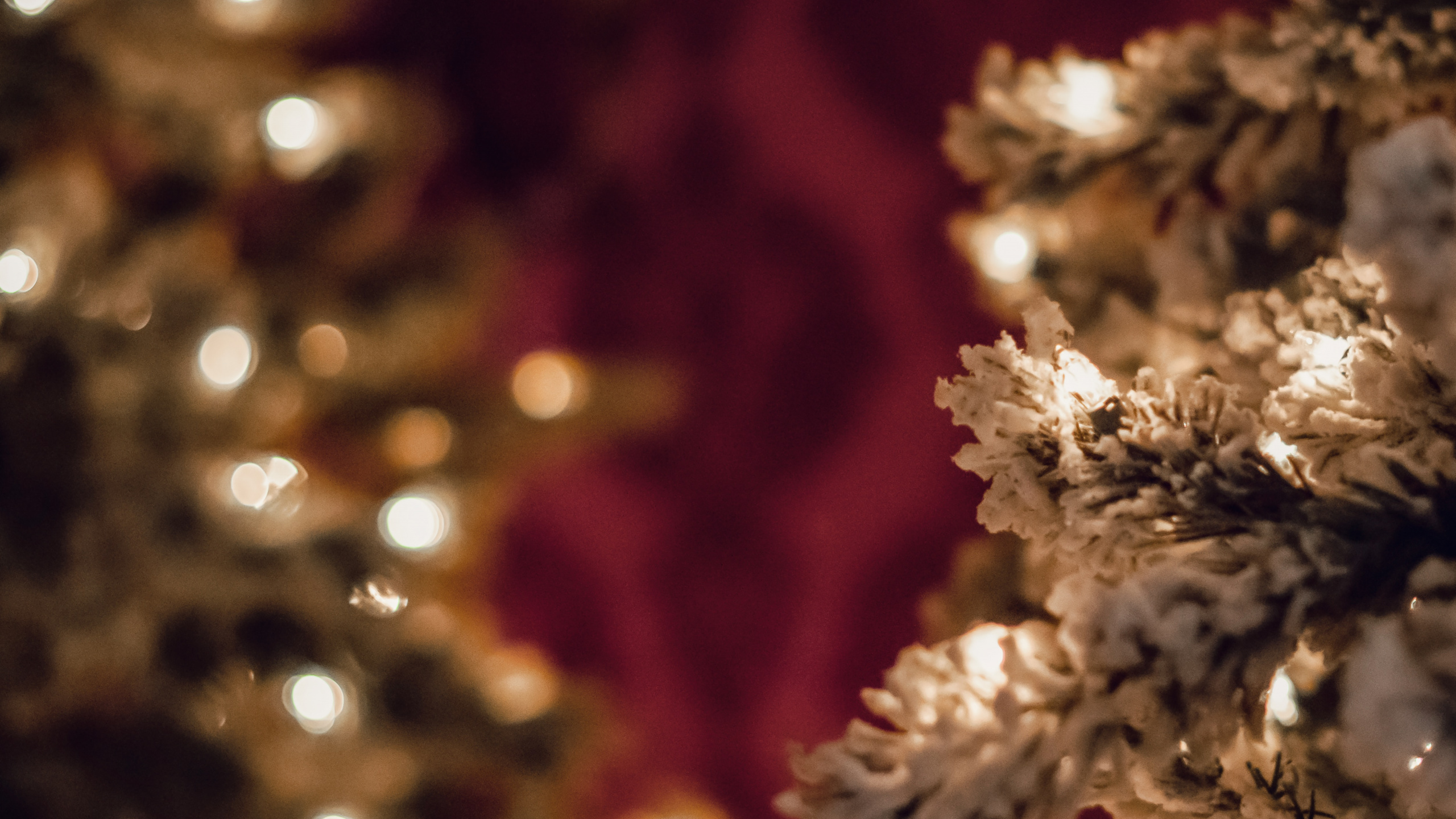 Обои пихта, растение, дерево, ветвь, Рождественские огни в разрешении 2560x1440