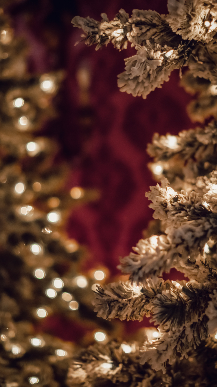 Обои пихта, растение, дерево, ветвь, Рождественские огни в разрешении 750x1334