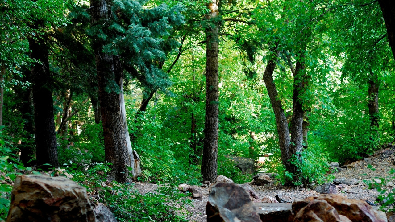 Обои лес, дерево, растительность, природа, природный заповедник в разрешении 1280x720