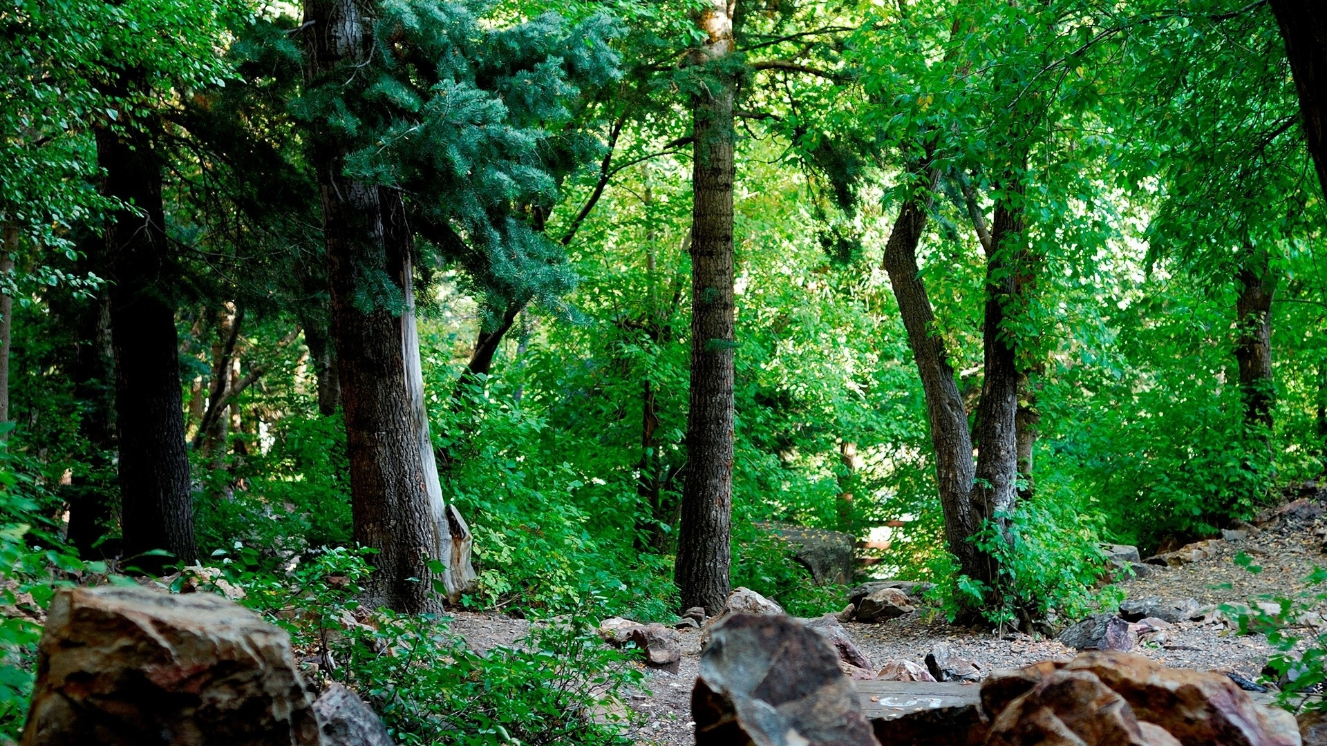 Обои лес, дерево, растительность, природа, природный заповедник в разрешении 1920x1080