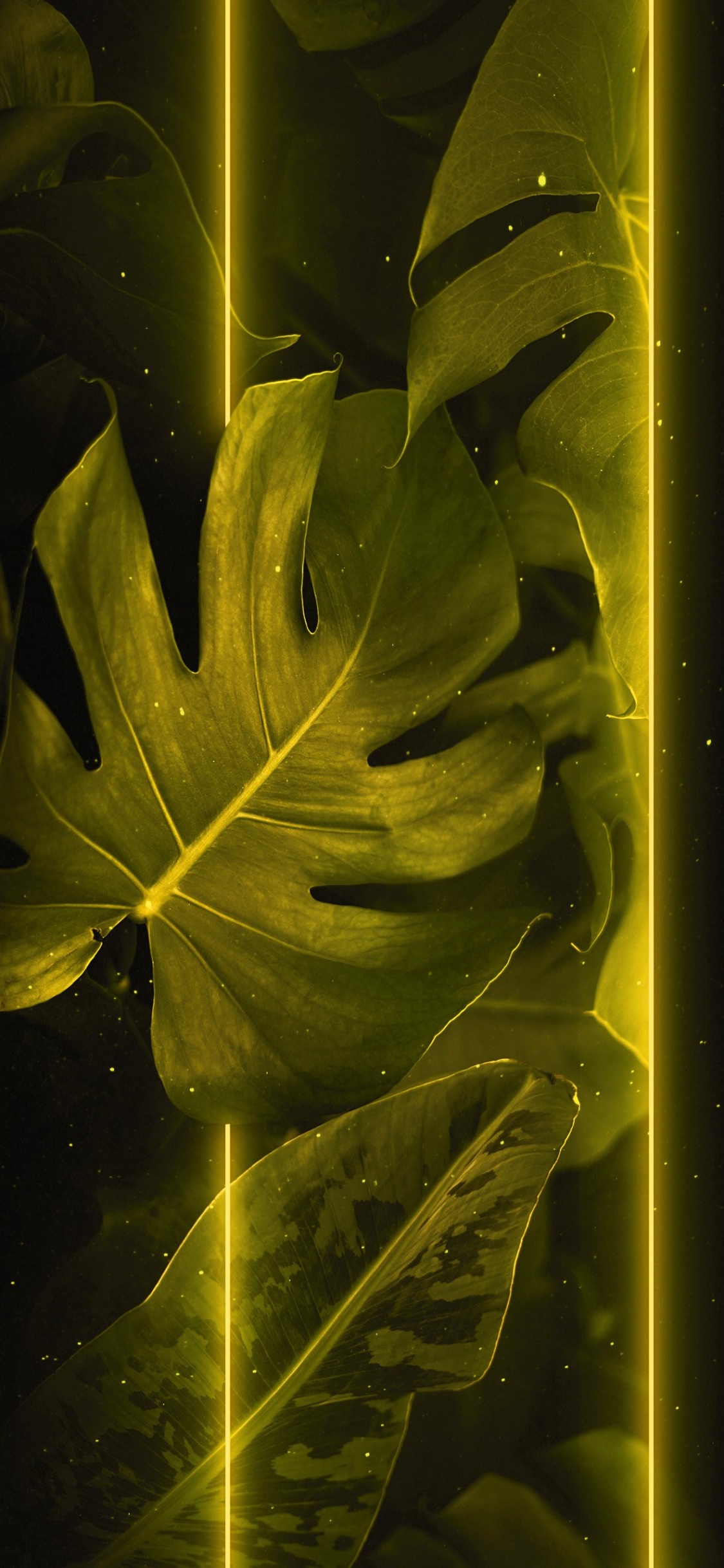 Обои лист, прут, ветвь, дерево, цветной в разрешении 1125x2436