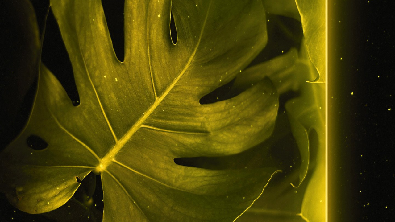 Обои лист, прут, ветвь, дерево, цветной в разрешении 1280x720