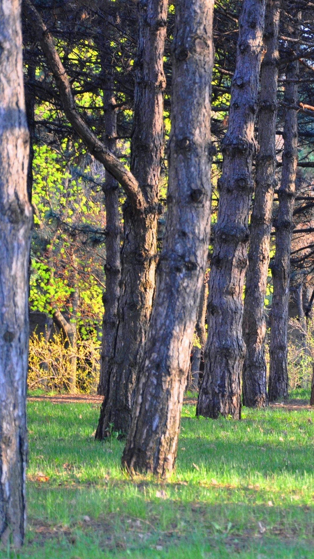 Обои Хвойные, дерево, лес, лесистая местность, роща в разрешении 1080x1920