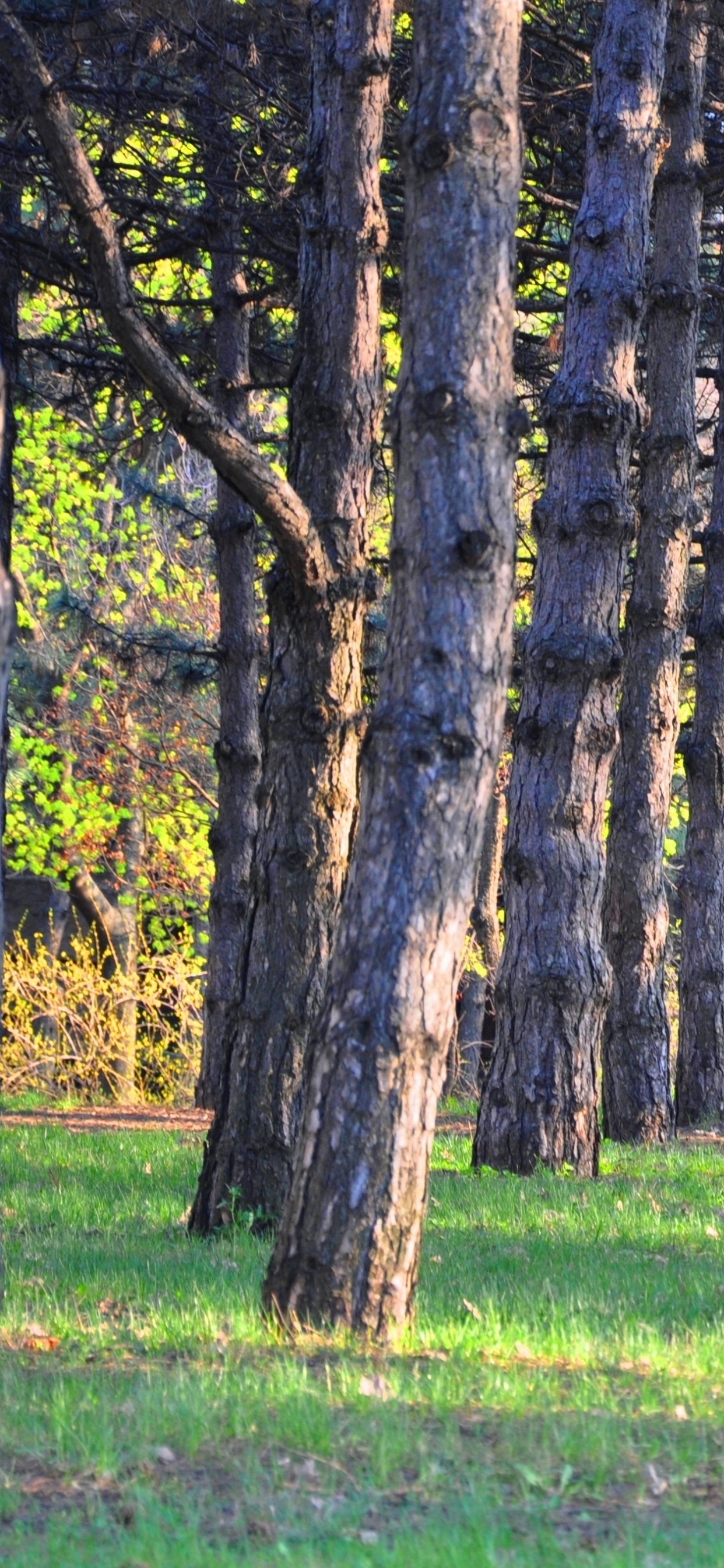 Обои Хвойные, дерево, лес, лесистая местность, роща в разрешении 1242x2688