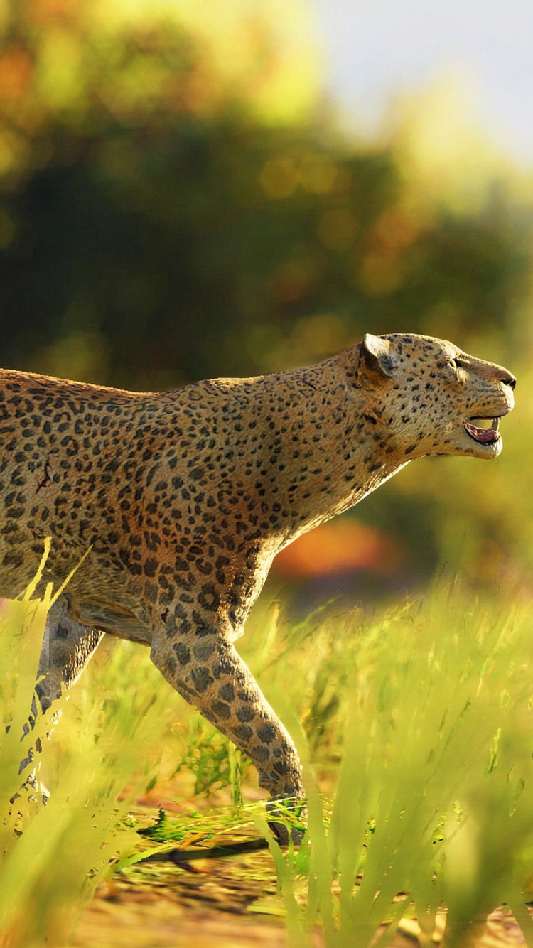 Обои Гепард, Ягуар, Леопард, наземные животные, живая природа в разрешении 750x1334