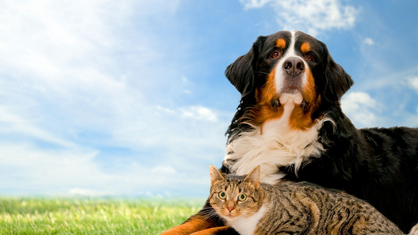 Обои кот, щенок, Бернский зенненхунд, пес, собака породы в разрешении 1366x768
