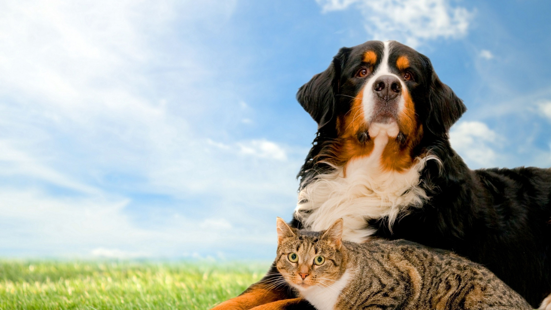 Обои кот, щенок, Бернский зенненхунд, пес, собака породы в разрешении 1920x1080