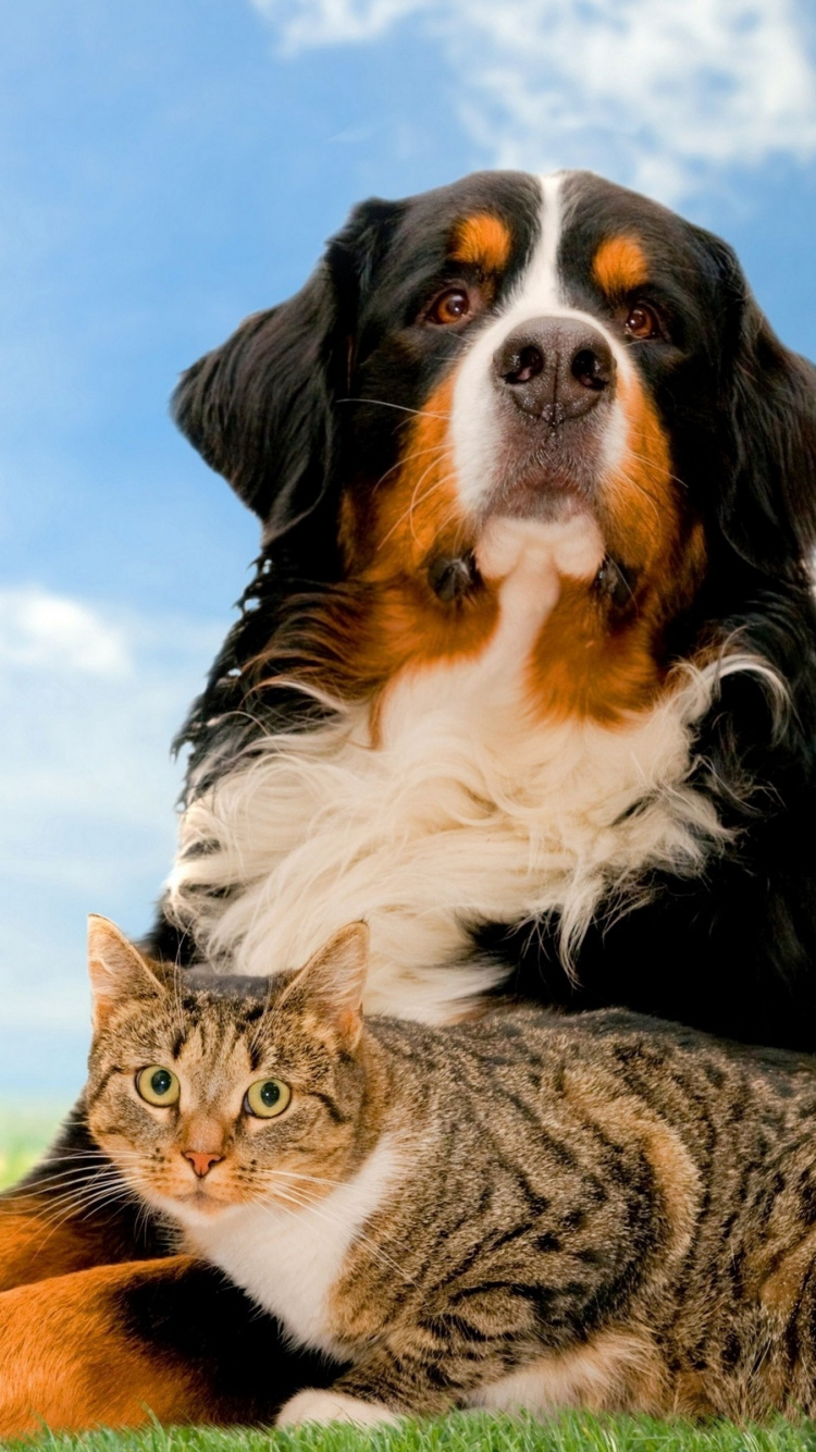 Обои кот, щенок, Бернский зенненхунд, пес, собака породы в разрешении 750x1334