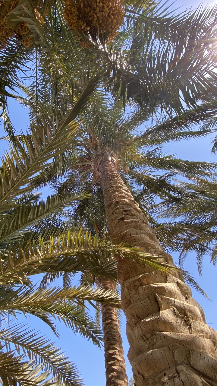 Обои растительность, рассада, Кокос, Бабассу, наука в разрешении 720x1280