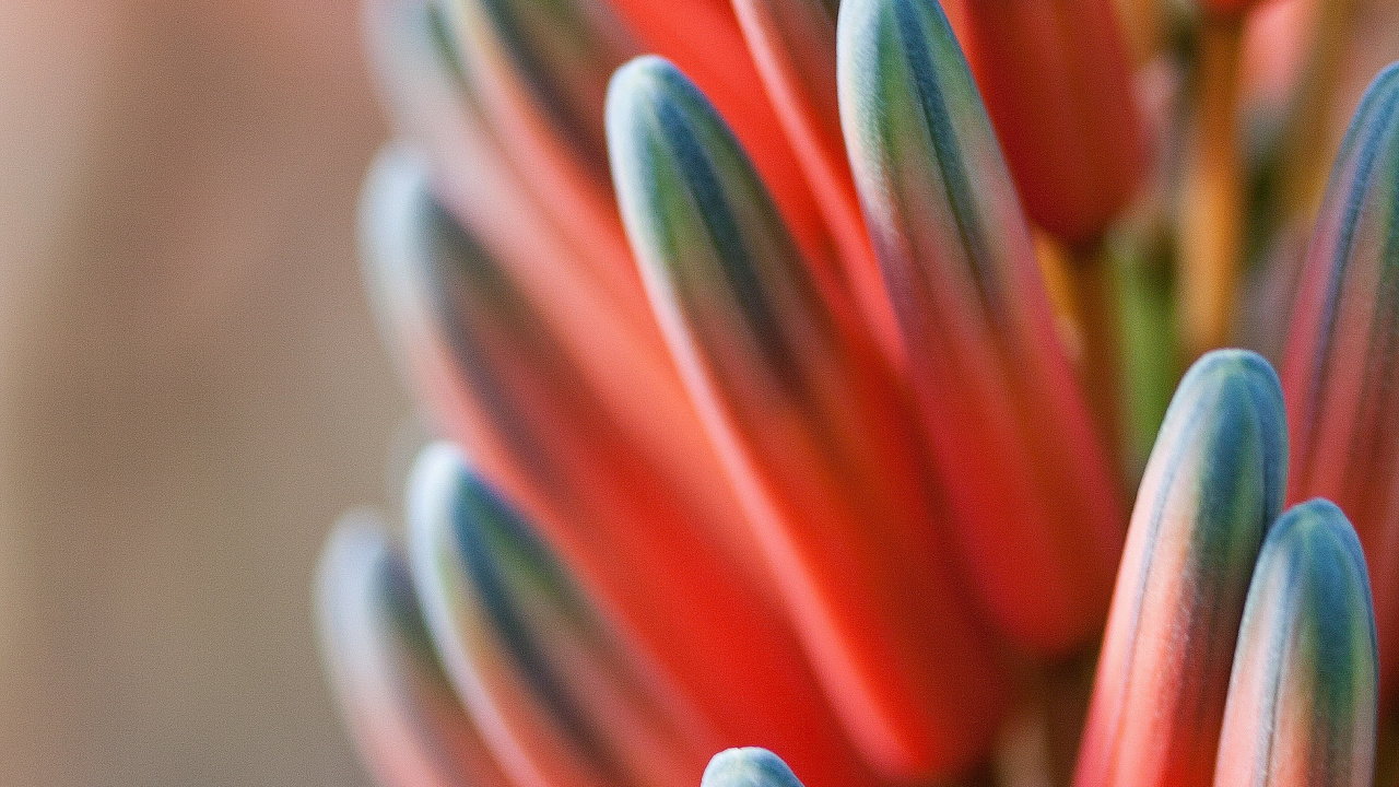 Обои красный синий оранжевый цветок, синий, цветок, Апельсин, цветовая схема в разрешении 1280x720