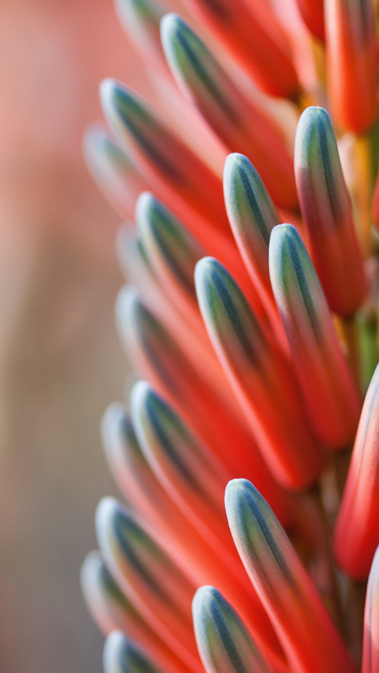 Обои красный синий оранжевый цветок, синий, цветок, Апельсин, цветовая схема в разрешении 1440x2560