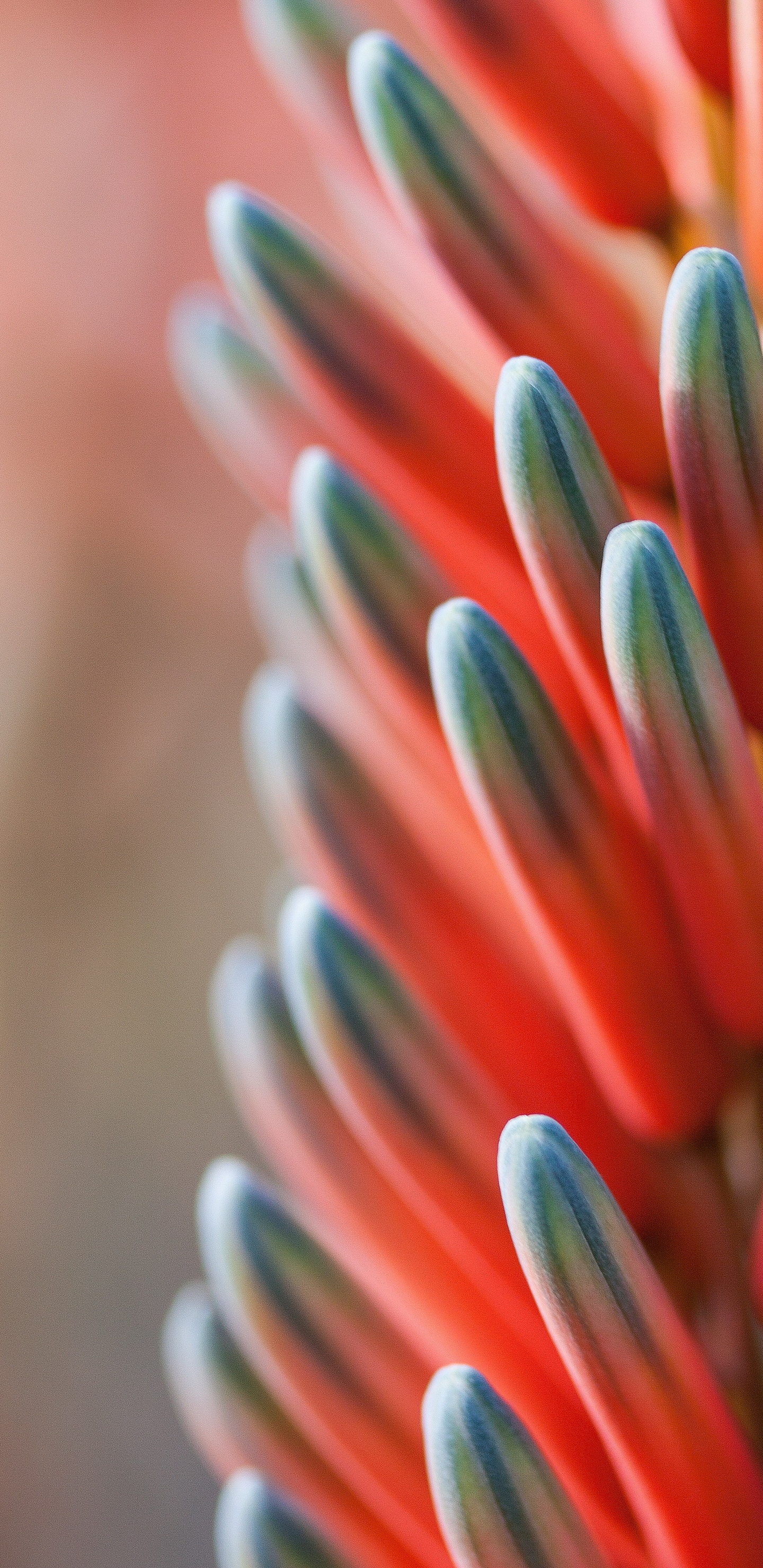 Обои красный синий оранжевый цветок, синий, цветок, Апельсин, цветовая схема в разрешении 1440x2960