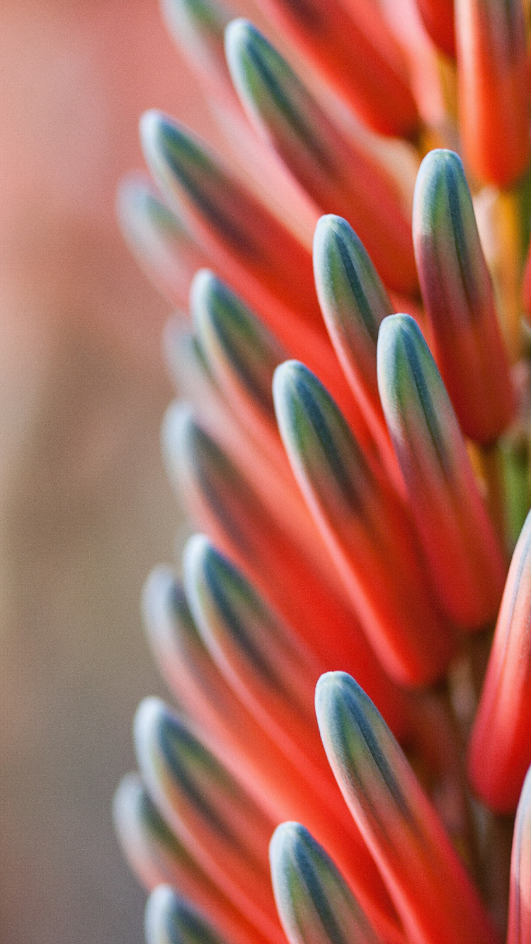 Обои красный синий оранжевый цветок, синий, цветок, Апельсин, цветовая схема в разрешении 750x1334